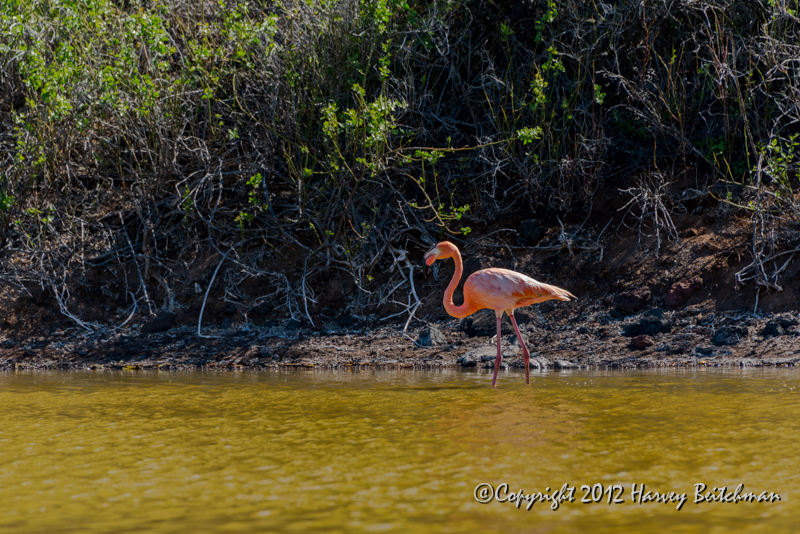 3839 One lonely pink flamingo.jpg